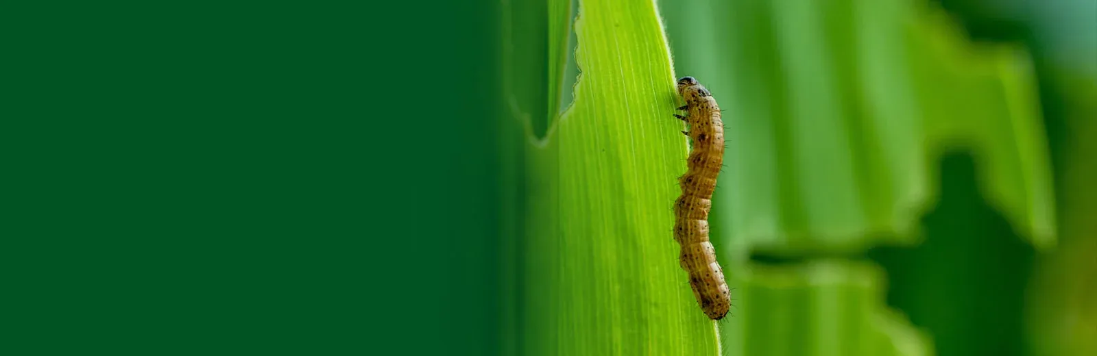 armyworm on grass