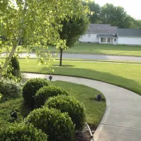 picture of tree and shrubs in the front lawn