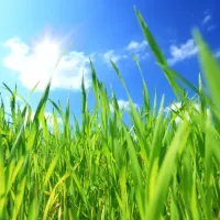 grass with blue sky in the background