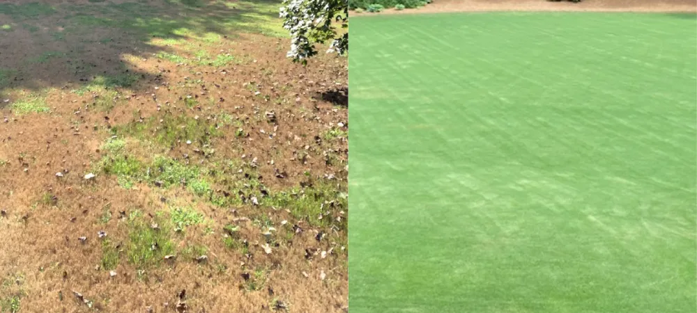 Before and after pictures of a lawn that's been treated for armyworms.