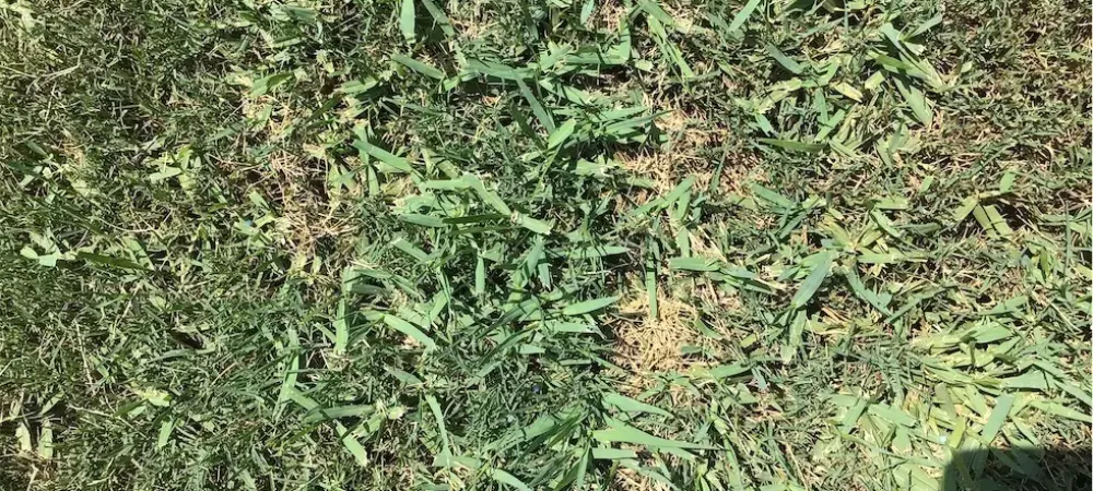 torpedograss on customers lawn