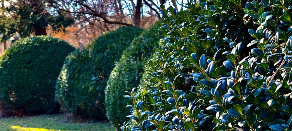 landscape showing multiple hedges fighting Winter weather 