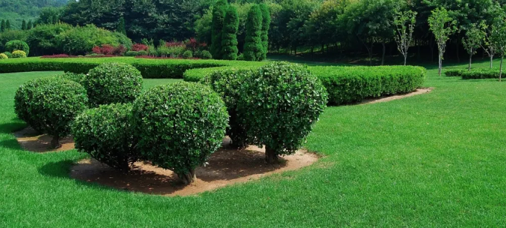 picture of shrubs on a landscape