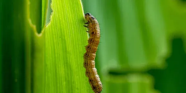 Armyworm on grass